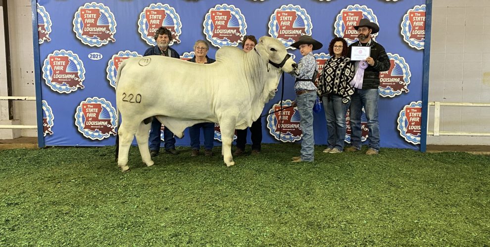 Gauge Metz recieved 1st place with his grey Brahman bull and also won Reserve Grand Champion LA Bred
